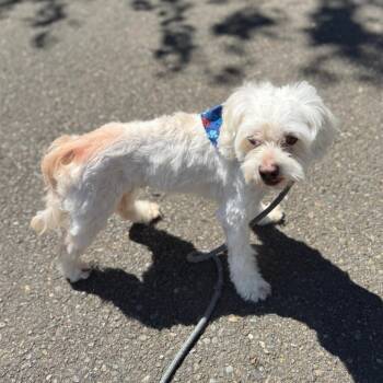 Chip -  Poodle and Mixed Breed Dog for Adoption in Newberg, Oregon - Chip | PetCurious