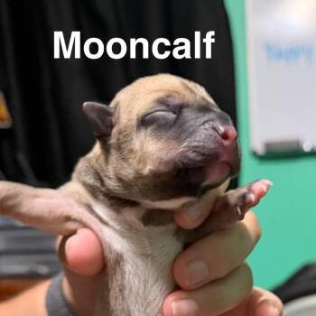 Mooncalf -  Mixed Breed Dog for Adoption in Spring Hill, Kansas - Mooncalf | PetCurious