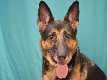 Leonard -  German Shepherd Dog Dog for Adoption in Portland, Oregon - Leonard | PetCurious
