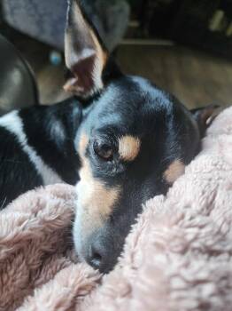 Lilly -  Chihuahua and Miniature Pinscher Dog for Adoption in Sanford, North Carolina - Lilly | PetCurious