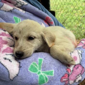 Aurora -  Great Pyrenees Dog for Adoption in Sequatchie, Tennessee - Aurora | PetCurious