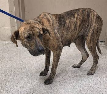 Pit Bull Terrier and Mixed Breed Dogs Available for Adoption in Conroe, Texas - A428368 | PetCurious