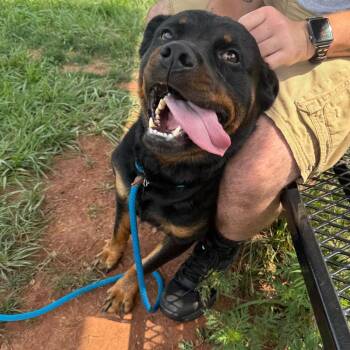Kong -  Rottweiler Dog for Adoption in York, Pennsylvania - Kong | PetCurious