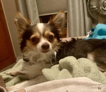 Rescue Chihuahua Dogs for Adoption in Mckeesport, Pennsylvania - Hobbs | PetCurious