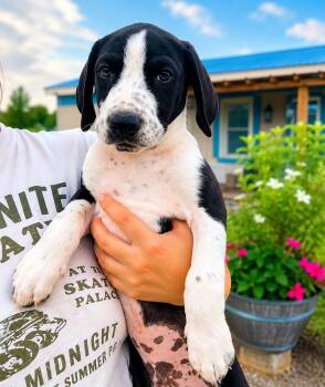 Cowboy Litter -  Pointer and Hound Dog for Adoption in VERNON ROCKVL, Connecticut - Cowboy Litter | PetCurious