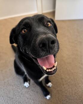 Evie -  Labrador Retriever and Mixed Breed Dog for Adoption in Lafayette, Colorado - Evie | PetCurious