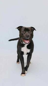 Rescue Pit Bull Terrier Dogs for Adoption in Sevierville, Tennessee - Grundy | PetCurious