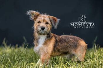 Siba -  Terrier Dog for Adoption - Siba | PetCurious