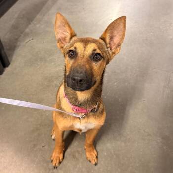 Fiona -  German Shepherd Dog and Mixed Breed Dog for Adoption in Tampa, Florida - Fiona | PetCurious