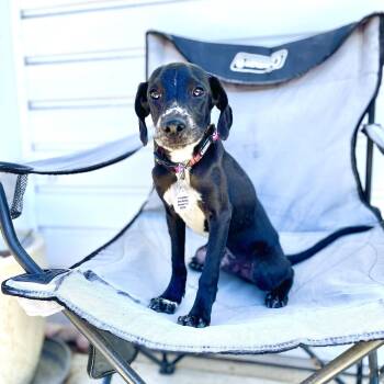 Burt -  Whippet and Black Labrador Retriever Dog for Adoption in Los Angeles, California - Burt | PetCurious