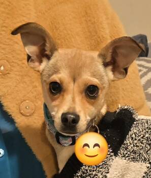 Chihuahua Dogs Available for Adoption in Woodland, California - Roo | PetCurious