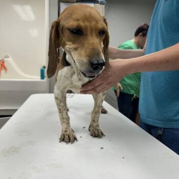 Fanny -  Beagle Dog for Adoption in Starkville, Mississippi - Fanny | PetCurious