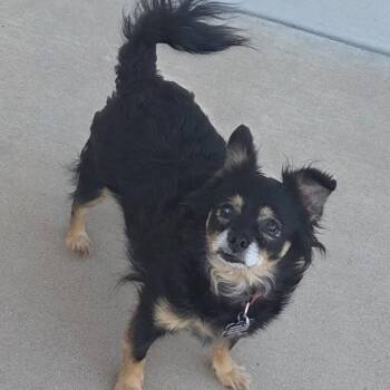 DAISY -  Chihuahua Dog for Adoption in Marana, Arizona - DAISY | PetCurious