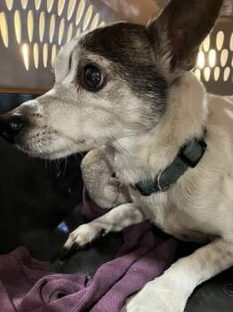 Chihuahua and Mixed Breed Dogs Available for Adoption in Longmont, Colorado - Fernando | PetCurious