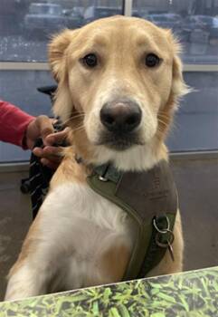 Rescue Mixed Breed Dogs for Adoption in Dallas, Texas - ROSY | PetCurious