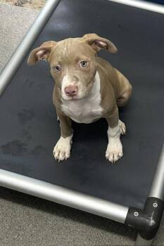Missy 2 months AVAILABLE 6/17 -  Labrador Retriever Dog for Adoption in Sterling, Massachusetts - Missy 2 Months AVAILABLE 6/17 | PetCurious
