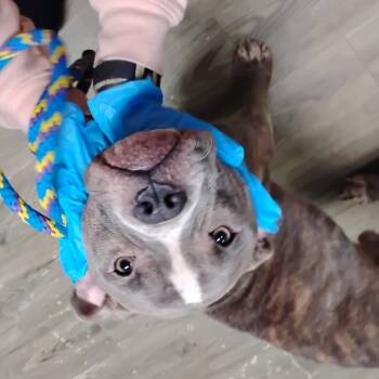 Rescue Mixed Breed Dogs for Adoption in Summerville, South Carolina - Boone | PetCurious