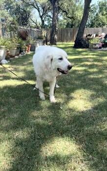 Dulcinea the Great Pyrenees -  Great Pyrenees Dog for Adoption in Lockhart, Texas - Dulcinea The Great Pyrenees | PetCurious