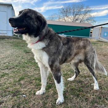Sox *Available soon* -  Anatolian Shepherd Dog for Adoption in Winton, North Carolina - Sox *Available Soon* | PetCurious