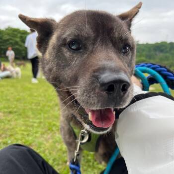 Rescue Jindo Dogs for Adoption in Springfield, Virginia - **HODONG | PetCurious