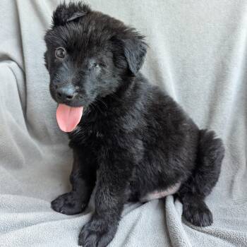 Creed -  Border Collie and Shepherd Dog for Adoption in Helena, Alabama - Creed | PetCurious