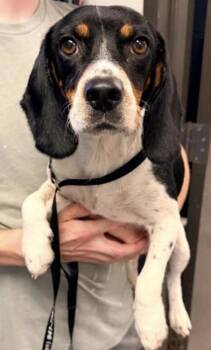 Blossom -  Beagle and Mixed Breed Dog for Adoption in Bowling Green, Kentucky - Blossom | PetCurious