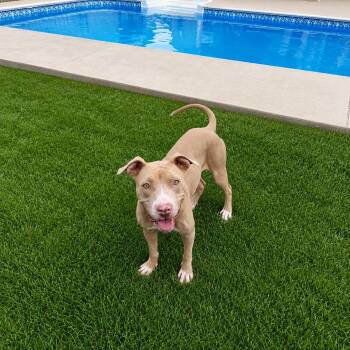 Sugar Mama -  American Staffordshire Terrier Dog for Adoption in Clarksville, Tennessee - Sugar Mama | PetCurious