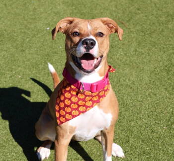 Rescue Boxer and Labrador Retriever Dogs for Adoption in Rockaway, New Jersey - Viola Athens | PetCurious