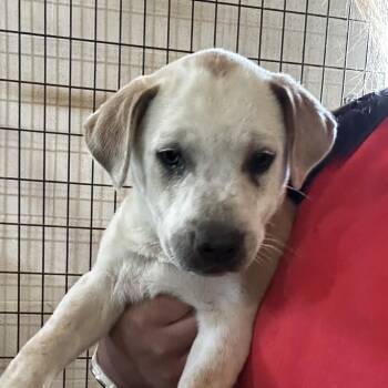 Mixed Breed Dogs Available for Adoption in Leander, Texas - Amelie Lens | PetCurious