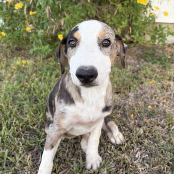 Betty -  Australian Shepherd Dog for Adoption in Harlingen, Texas - Betty | PetCurious