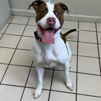 Pit Bull Terrier and Mixed Breed Dogs Available for Adoption - TUSC-Stray-83481 | PetCurious