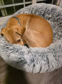 Bass -  Terrier Dog for Adoption in Eugene, Oregon - Bass | PetCurious