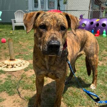 Jackie -  Mixed Breed Dog for Adoption in Fredericksburg, Virginia - Jackie | PetCurious