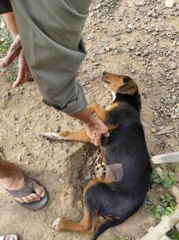 Doberman Pinscher Dogs Available for Adoption - Stella | PetCurious