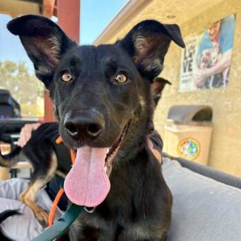 German Shepherd Dog Dogs Available for Adoption in Camarillo, California - BILLI EILISH | PetCurious