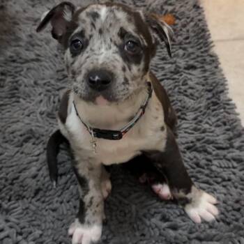 Australian Cattle Dog Blue Heeler Dogs Available for Adoption in Madison, Wisconsin - Rollo | PetCurious