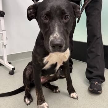 Extra Toasty -  Black Labrador Retriever Dog for Adoption in Abilene, Texas - Extra Toasty | PetCurious