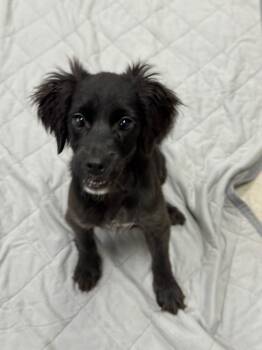 Rescue Pekingese and Spaniel Dogs for Adoption in Canyon Lake, Texas - Weeble | PetCurious