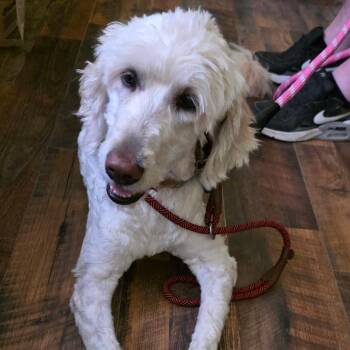 Snow -  Golden Retriever and Standard Poodle Dog for Adoption in Goltry, Oklahoma - Snow | PetCurious
