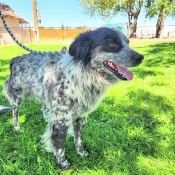 Grover -  Australian Shepherd and Mixed Breed Dog for Adoption in Prescott, Arizona - Grover | PetCurious