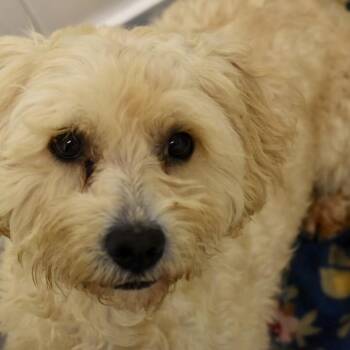 SASHA -  Bichon Frise Dog for Adoption in Graham, Washington - SASHA | PetCurious