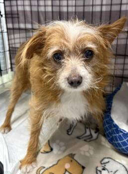PUNKIN -  Chihuahua and Terrier Dog for Adoption in Rochester, Indiana - PUNKIN | PetCurious