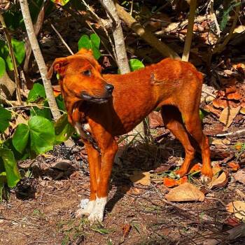 Hope2 -  Mixed Breed Dog Available for Adoption in Frederiksted, St. Croix - Hope2 | PetCurious