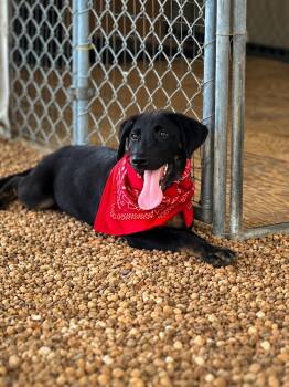 Patriot -  Labrador Retriever and Mixed Breed Dog for Adoption in Medfield, Massachusetts - Patriot | PetCurious