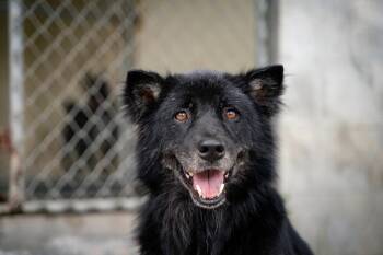 Burapa -  Retriever and Mixed Breed Dog for Adoption in North Reading, Massachusetts - Burapa | PetCurious
