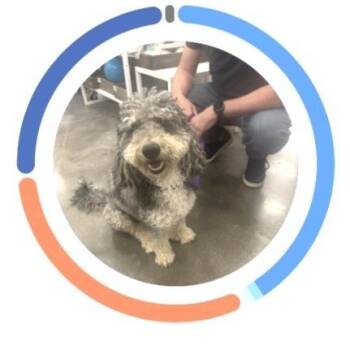 Max -  Miniature Poodle and Bernese Mountain Dog Dog for Adoption in Sonoma, California - Max | PetCurious