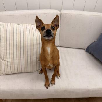 Harley -  Chihuahua and Mixed Breed Dog for Adoption in Chesapeake, Virginia - Harley | PetCurious