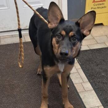 Nova -  German Shepherd Dog Dog for Adoption in Hollister, Missouri - Nova | PetCurious