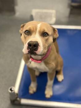 Pit Bull Terrier Dogs Available for Adoption in Dallas, Texas - ZELLIE | PetCurious