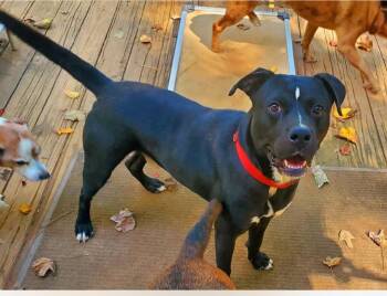 Rescue Mixed Breed Dogs for Adoption in Fairfield, New Jersey - Domino | PetCurious